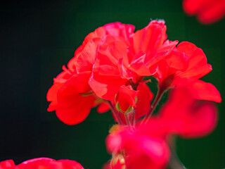 Beautiful geranium flower (Pelargonium zonale), photographed on a terrace in Musio.