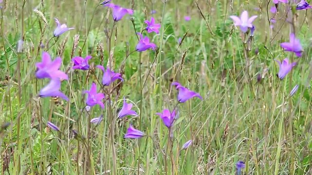 in the video flowers are field bells