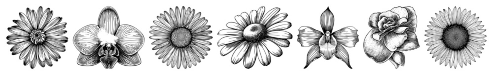Vector Variety of detailed floral illustrations showcase diverse blossom forms.