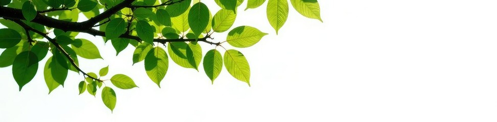 Fototapeta premium Tree branches with leaves isolated on white background, single element,