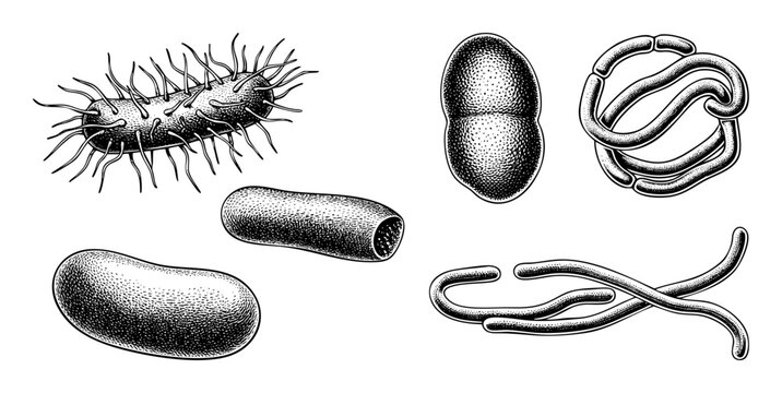 Vector Diverse bacterial forms showcases various microbial shapes.