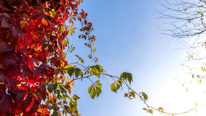 A luxurious living fence of wild grapes in all its autumn glory fiery red, purple and golden leaves create beauty in sunny autumn day..