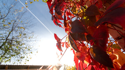 A luxurious living fence of wild grapes in all its autumn glory fiery red, purple and golden leaves create beauty in sunny autumn day..