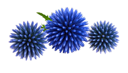 Blue globe thistle flowers close up