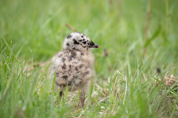 baby seagull sitting in the gras