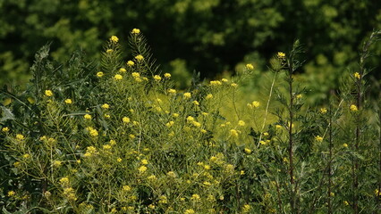 Stulicha psia - piękny żółty kwiat polny © tomo81