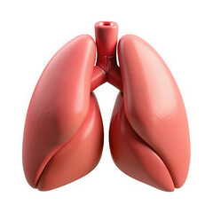 Human lungs anatomical model isolated on transparent background