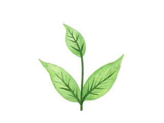 Watercolor green plant leaves isolated on transparent background
