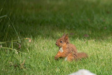 baby squirrel in the gras