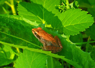 Small brown tree frog in a forest green environment.