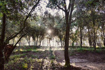 Sun Rays Shining Through the Trees in the Morning.
