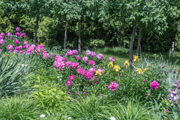 Flowering pink flowers of peony in flowerbed in summer garden. Lush bushes paeonia the family paeoniaceae blossom in gardening. Herbaceous perennials and deciduous shrubs of pink peonys growth.