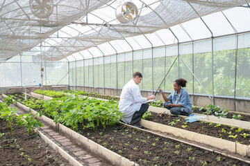 Male scientist and Young African woman work together in greenhouse, examining and discussing young plants.
