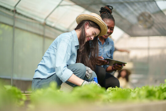Happy Young female and African woman harvesting green vegetables in greenhouse while smiling, accompanied by Black woman holding digital tablet and observing, teamwork and joyful farming atmosphere. - Powered by Adobe