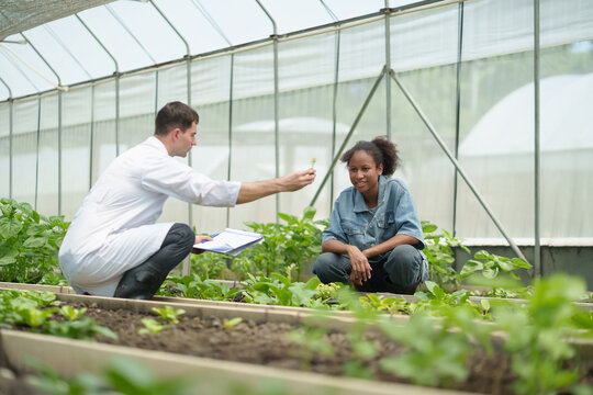 Agricultural scientist male inside greenhouse showing plant sample to young African female researcher during farming consultation.