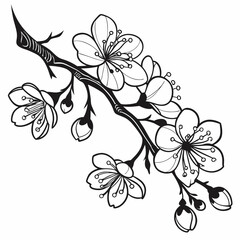 Elegant black and white cherry blossom branch
