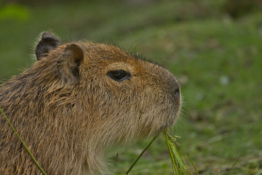Wasserschwein Capybara