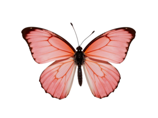 Pink butterfly wings isolated on transparent background