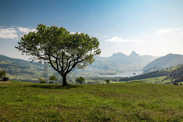 Lake Lauerzersee in Central Switzerland on a beautiful summer day
