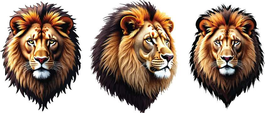lion vector illustration. Realistic loin vector 