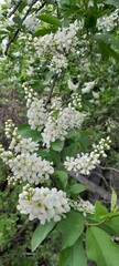  White Blossom Flowers Natural On Tree Branches Spring Bloom Concept