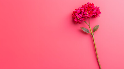 pink flower on wooden background