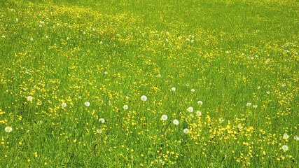 Green mountain meadow in spring
