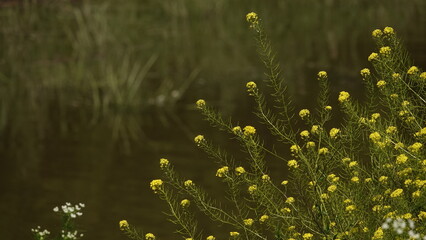 Stulicha psia - piękny żółty kwiat polny © tomo81