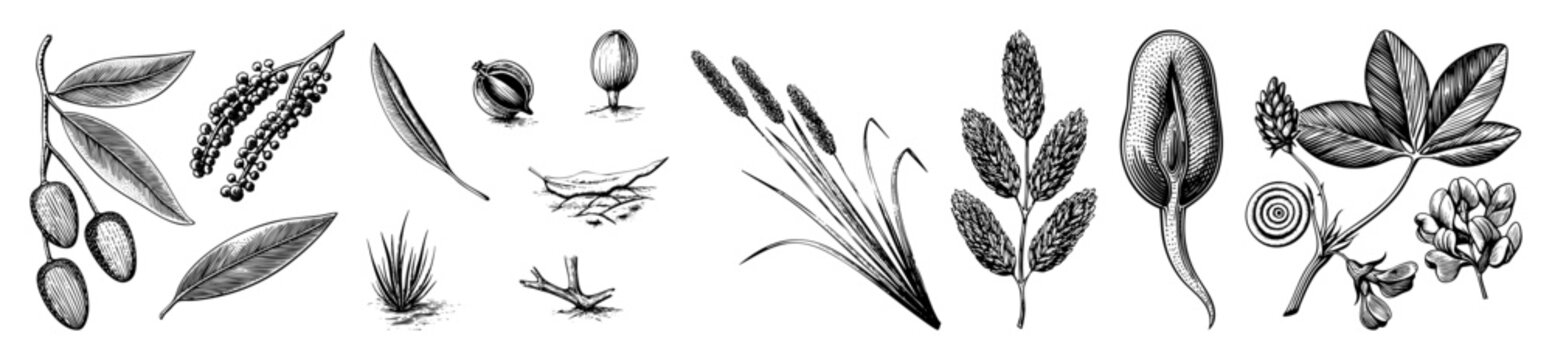 Vector Botanical featuring diverse cereal and legume plant elements.