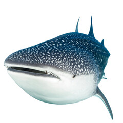 Whale shark, on isolated background.