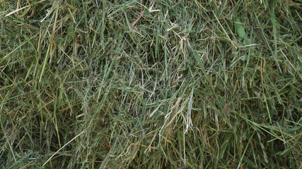 Green mown grass for hay making to feed farm animals. Textured abstract background