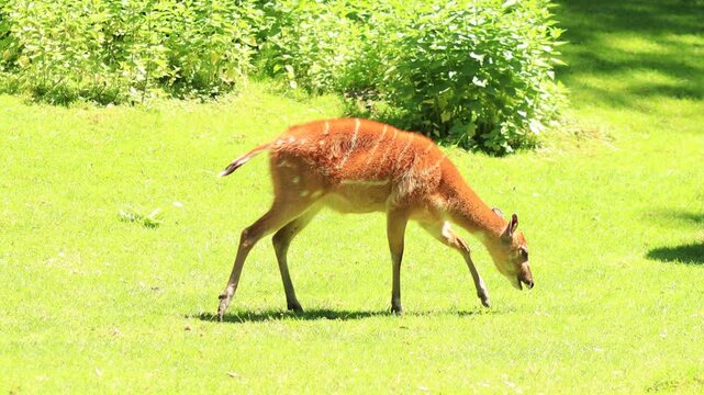 Western sitatunga grazing on lush green grass, feeding peacefully. The antelope has a brown coat with white stripes. Natural daylight, soft blurred green background.

