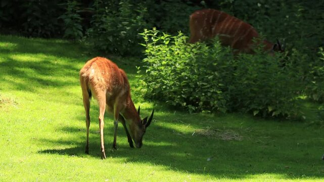 Western sitatunga grazing on lush green grass, feeding peacefully. The antelope has a brown coat with white stripes. Natural daylight, soft blurred green background.

