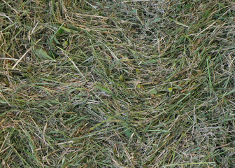 Green mown grass for hay making to feed farm animals. Textured abstract background