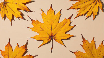 Autumnal flat lay composition featuring vibrant yellow maple leaves on beige background