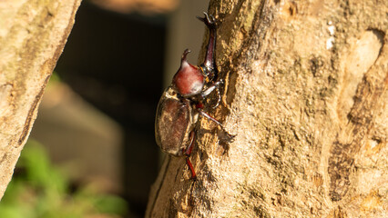 Close-up of rhinoceros beetle 8