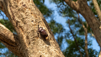 Close-up of rhinoceros beetle 9
