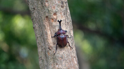 Close-up of rhinoceros beetle 13