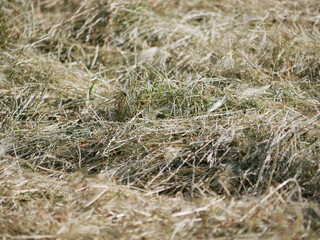 Mown grass for hay making to feed farm animals. Textured abstract background