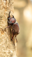 Close-up of rhinoceros beetle 22