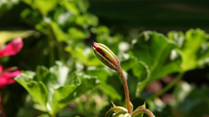 Nierozwinięty pąk kwiatu pelargonii na tle liści