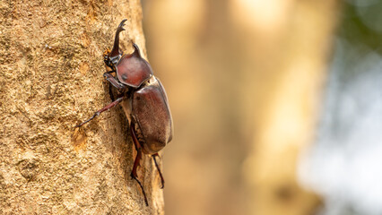 Close-up of rhinoceros beetle 21