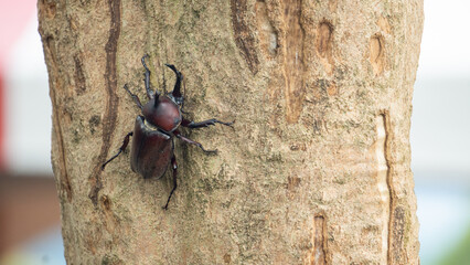 Close-up of rhinoceros beetle 28