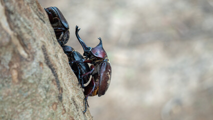 mating rhinoceros beetles mating rhinoceros beetles