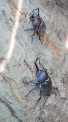 Rhinoceros beetles on the tree 8