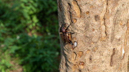 Close-up of female rhinoceros beetle 2