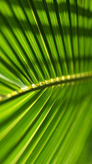 Close-up View of Green Palm Leaf Showcasing Intricate Details in Sunlight at Tropical Location