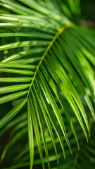 Lush Green Palm Leaves Close up Showcasing Vibrant Tropical Foliage in a Serene Natural Setting During Daylight Hours