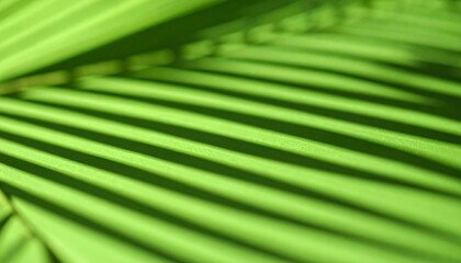 Intricate Green Palm Leaf Shadows Create a Striking Pattern on a Bright Surface in Natural Light