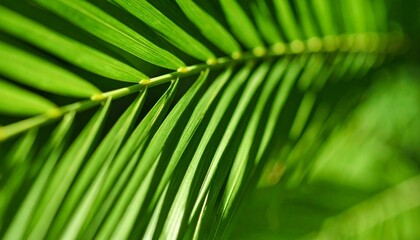 Close-up View of Vibrant Green Palm Leaves Basking in Sunlight During a Tropical Afternoon in a Lush Garden